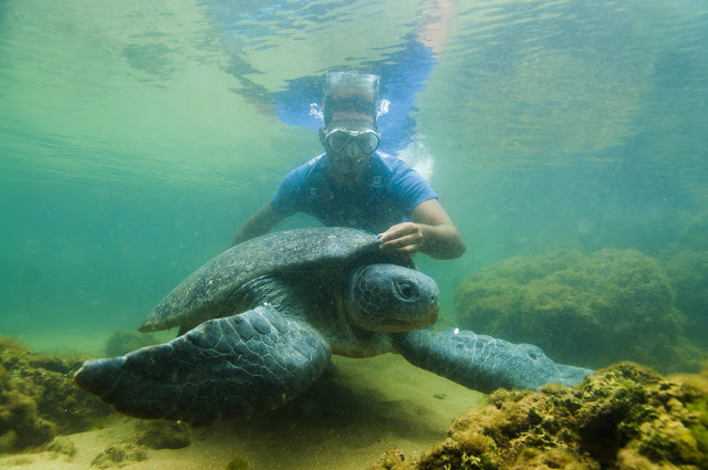 mergulhador acariciando uma tartaruga marinha