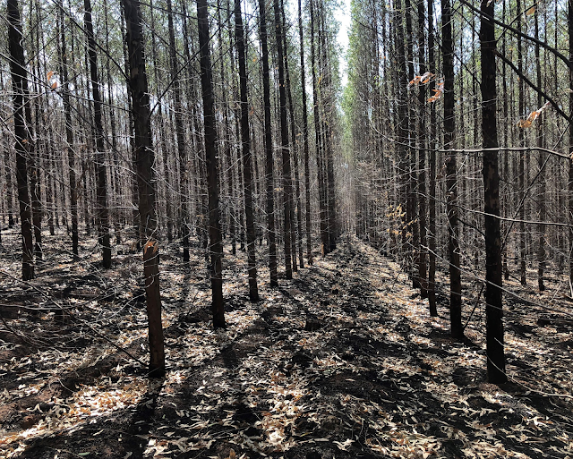 A imagem fileiras de plantação de eucaliptos (que não eram para estar ali). Também tiveram seus troncos e copas queimados.