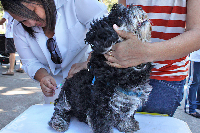 Cão é vacinado enquanto o dono o segura