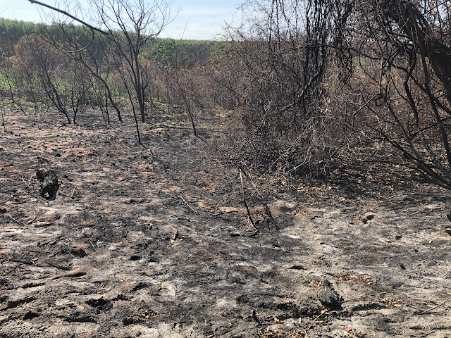 A imagem mostra uma foto de árvores queimadas, restos de frutas e sementes queimados. O chão e as árvores estão todas pretas por causa do fogo.