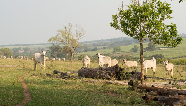 rebanho de vacas pastando