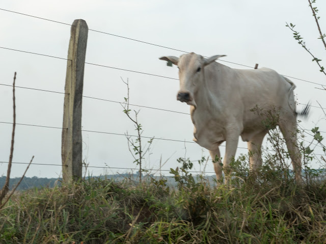 vaca próxima a uma cerca