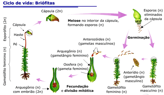 reprodução das briófitas