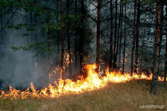 floresta pegando fogo