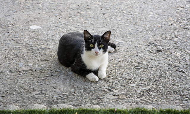 Gato de cores preto e branca olhando para a câmera, está sentado.