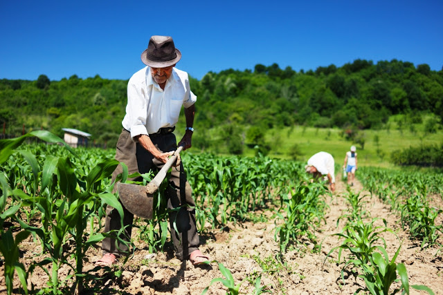 Agricultura familiar ajuda no combate à fome e ainda gera 77% dos empregos no setor agrícola.